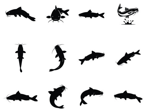 Catfish silhouette vector collection isolated on white background