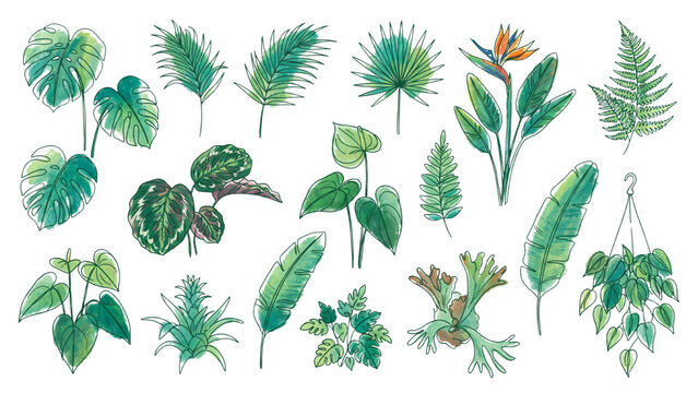 Tropical Green Leaves and Jungle Plants Continuous Line Art Vector Collection with Color Accents, Botanical Foliage Isolated on Transparent Background