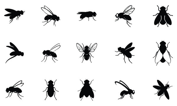 Fly silhouette vector collection isolated on white background