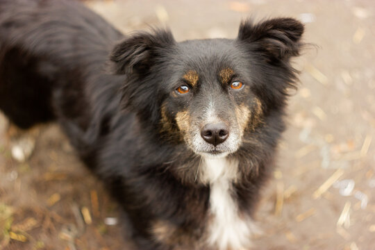 Close-up of a stray mixed-breed dog with fluffy ears