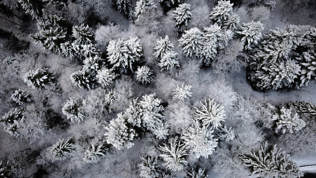 Aerial view of a dense forest covered in fresh white snow during winter in the Jura mountains near Mijoux, Auvergne-Rhone-Alpes, France.