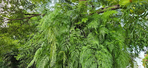 Maidenhair fern (Serpent fern or Serpent king fern) is popular ornamental plant with long, slender, gracefully flowing leaves. This popular epiphytic fern. Grow in hang down to form a thick clump.  © Vanchuree