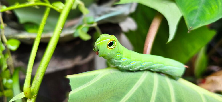The caterpillar of green taro hawk moth (Pergesa acteus) feeds on the leaves of plants in Araceae family, such as taro or green taro. Circular patterns resembling "large, round eyes"  in the head area