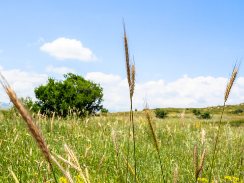 wild cereals close-up on green mountain meadow