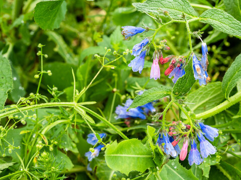 comfrey flowers close-up in wet green grass