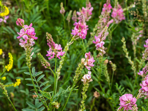 sainfoin flowers close-up and green background