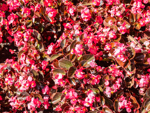 red begonia flowers on flowerbed in summer