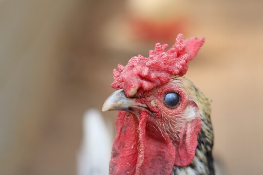 Close Up Portrait of a Beautiful Braekel Chicken with Striking Red Comb and Patterned Feathers.