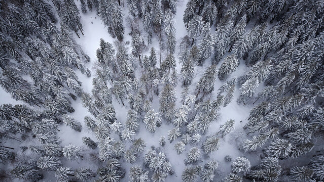 Aerial view of La Vattay, a dense forest of snow-covered coniferous trees in the Jura mountains in Mijoux, Auvergne-Rhone-Alpes, France.
