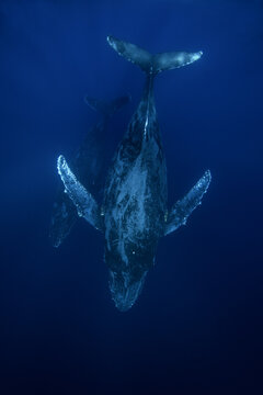 Two humpback whales are swimming near the coast of Baja California. Two whales with long pectoral fins swim alongside each other.