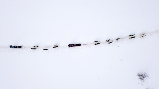 Aerial view of a dog sled team pulling a sled across the snow-covered landscape of the Jura mountains in Mijoux, Auvergne-Rhone-Alpes, France.