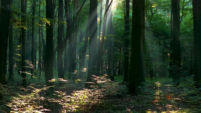 Sunny morning in the forest	
