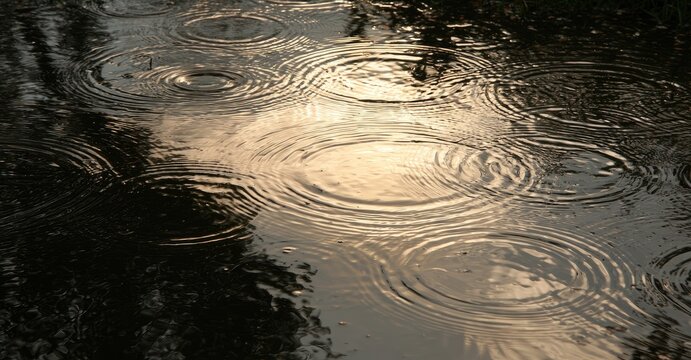 Gentle rain creates concentric ripples on a dark, reflective puddle