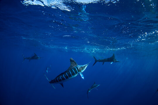 A shoal of striped marlin is hunting a school of pacific sardines. Every year, a group of Kajikia audax gather off the coast of Baja California to hunt Sardinops sagax.