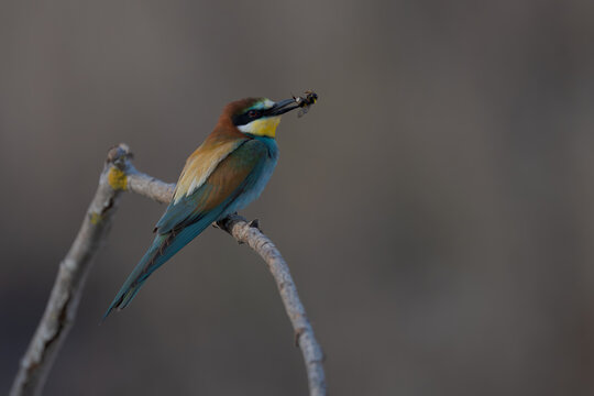 European bee-eater with bee