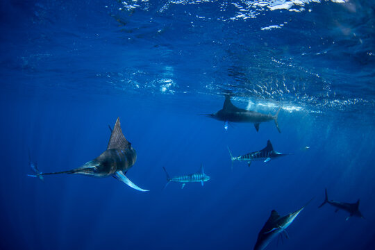 A shoal of striped marlin is hunting a school of pacific sardines. Every year, a group of Kajikia audax gather off the coast of Baja California to hunt Sardinops sagax.