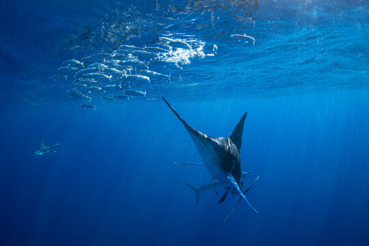 A shoal of striped marlin is hunting a school of pacific sardines. Every year, a group of Kajikia audax gather off the coast of Baja California to hunt Sardinops sagax.