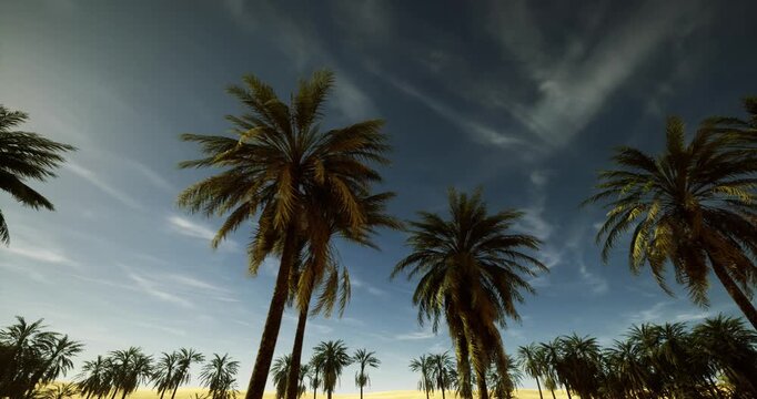 sunset palm silhouettes under blue sky, warm golden horizon casting long shadows, calm tropical atmosphere ideal for travel and relaxation assets
