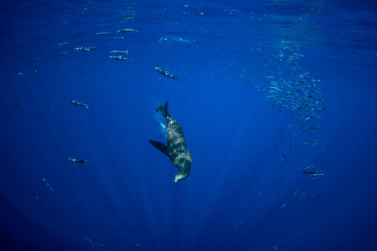 Sea lions hunting sardines. The sardine run along the coast of Baja California. The sea lion is swimming near the shoal of sardines.