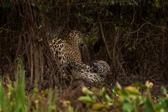 Two jaguars are fighting in the bushes between each other. A rare jaguar in its natural habitat in the Pantanal region.
