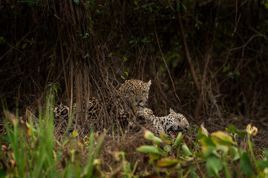 Two jaguars are fighting in the bushes between each other. A rare jaguar in its natural habitat in the Pantanal region.