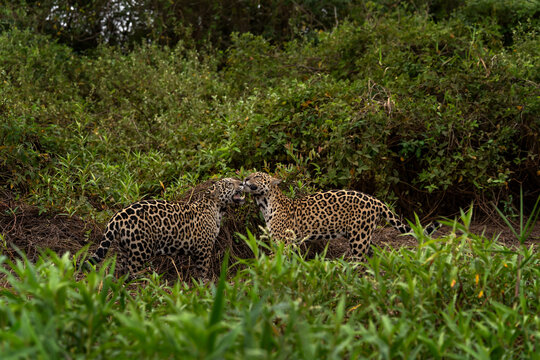 Two jaguars are fighting in the bushes between each other. A rare jaguar in its natural habitat in the Pantanal region.