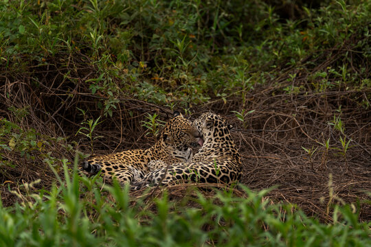 Two jaguars are fighting in the bushes between each other. A rare jaguar in its natural habitat in the Pantanal region.
