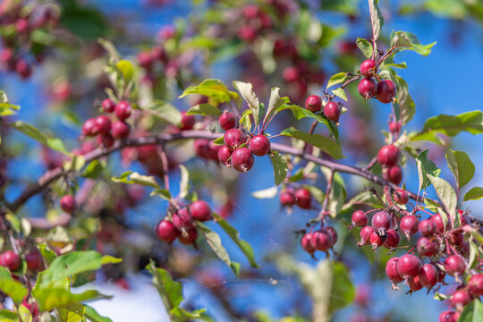 Ornamental crabapple tree Malus adorned with vibrant red fruit against a brilliant blue sky