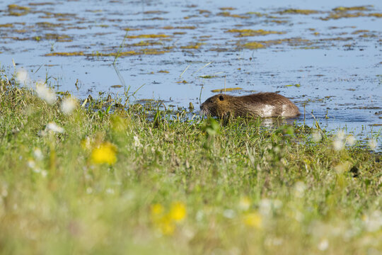 A nutria swims toward the shore; algae on the water; nutrias in the lake surrounded by wildflowers on the bank; shimmering blue lake; brown fur; sunny day; rodent in the pond; Myocastor coypus