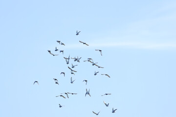 Obraz premium Many birds in flight, probably pigeons; a flock of birds in flight with outstretched wings; blue sky; birds passing by