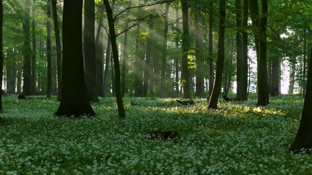 Sunny morning in the forest	