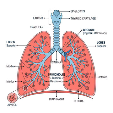 Detailed diagram of human respiratory system with labeled lung anatomy and bronchioles