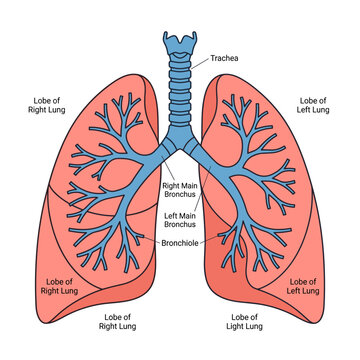 Human lungs and trachea diagram showing main bronchial tree in respiratory system vector