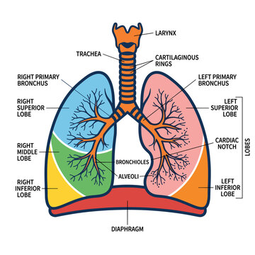 Colorful human lung anatomy chart with larynx trachea bronchial tree and primary lung lobes