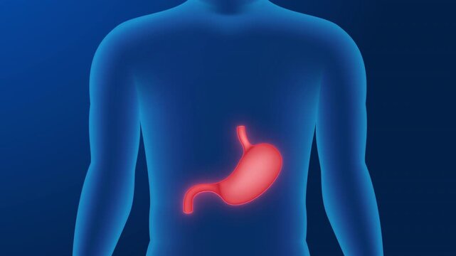 medical animation of a human Organ stomach in the transparent human body