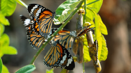Migrating Milkweed butterfly , Monarch butterflies have accumulated on winter Hong Kong Island © max5128
