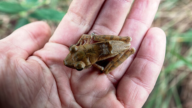 Probably Indian tree frog Polypedates maculatus from Hong Kong Island