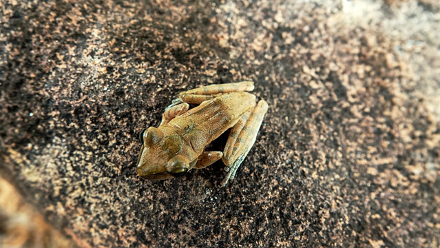 Probably Indian tree frog Polypedates maculatus from Hong Kong Island