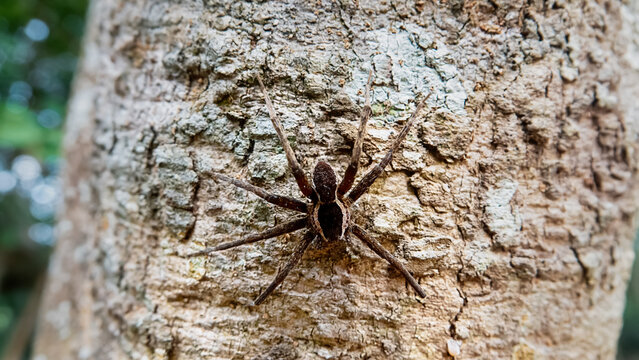 wolf spider (Lycosidae), raft spider from Hong Kong Island