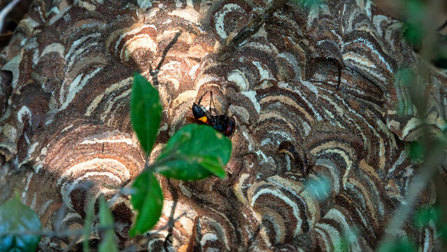 Fancy-colored paper nest (colony) of lesser banded hornet (Vespa affinis) from Hong Kong Island. It is dengerous insect with aggressive behavior and powerful sting (life-threatening anaphylaxis)
