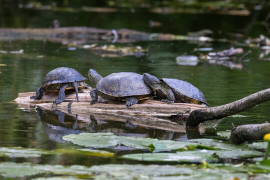 European pond turtles (Emys orbicularis) basking on a log in the water on a sunny summer day, side view to the camera lens. Wildlife photography with copy space.
