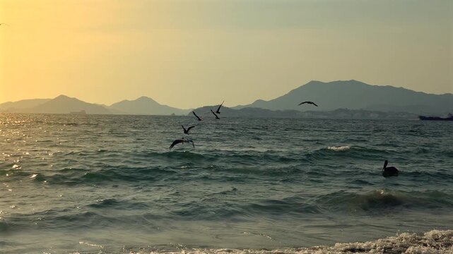 ave marina pelicanos volando y cazando sobre la costa en aguas del mar en una tarde hermosa soleada en la playa dorada Manzanillo Colima México en el océano pacifico mexicano en clima tropical