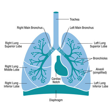 Human lung anatomy diagram with detailed respiratory system lobes and airway structures set
