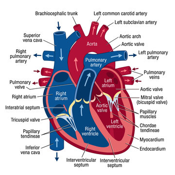 Detailed heart anatomy showing blood flow, valves, and major arteries for medical study