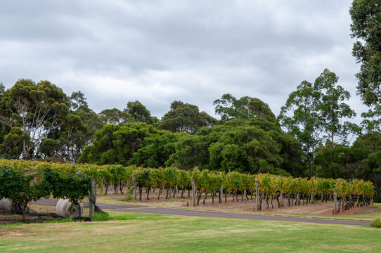 Australian vineyard landscape with grapevines, green lawn and native trees on a cloudy day