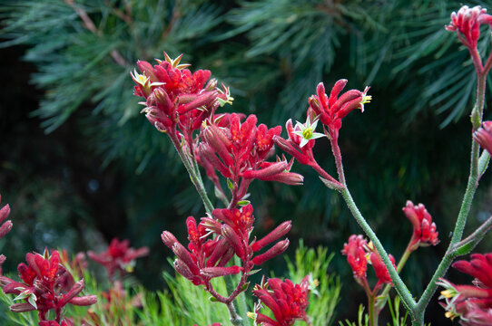 Vibrant red Anigozanthos flower clusters create a striking contrast with soft green shrubs and dark evergreen branches.