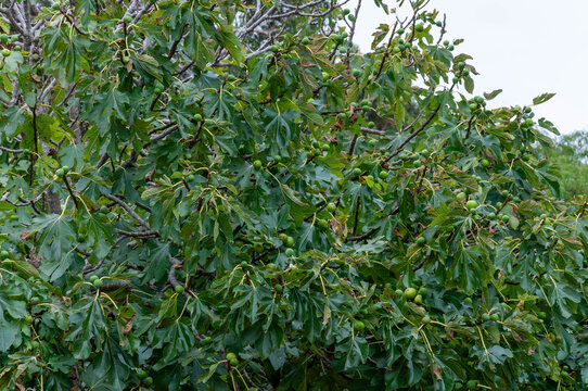Common fig tree branches covered with unripe green figs and large lobed leaves