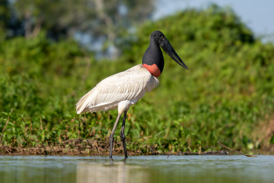 Jabiru - Jabiru mycteria, large unique stork native to the wetlands and fresh waters coasts of Central and South America, Pantanal, Brazil.