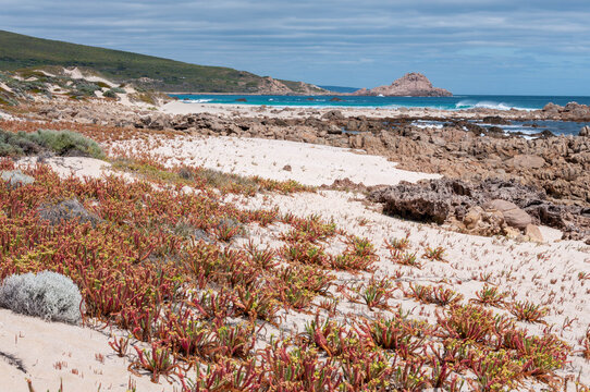 Rocky coast with white sand, turquoise ocean and colorful dune vegetation in Western Australia