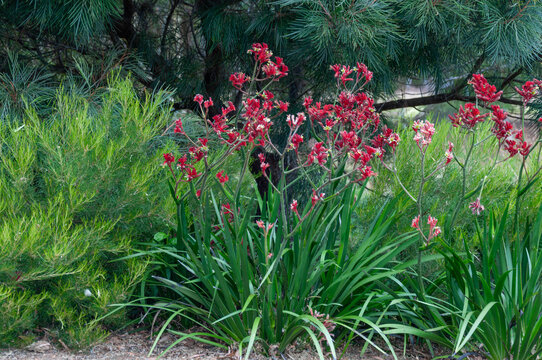 Red kangaroo paw flowers, Anigozanthos, growing among lush green foliage in a landscaped garden in Western Australia